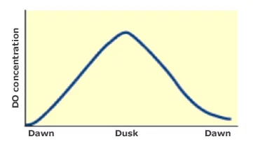 魚塘中氧氣的每日循環